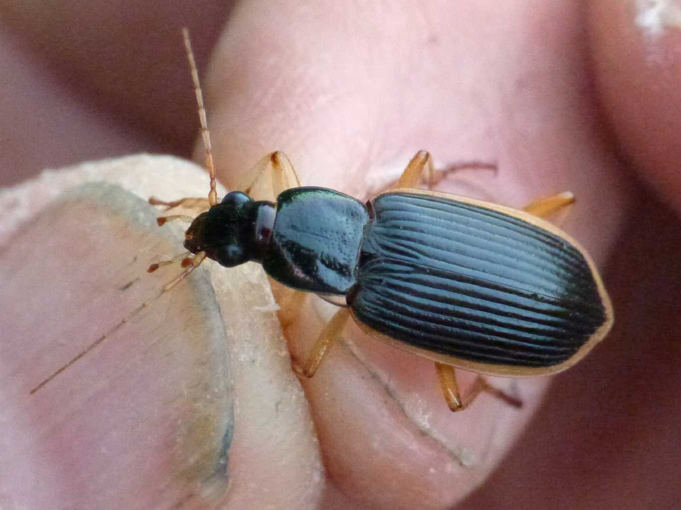Epomis dejanii sardo? No. Epomis circumscriptus